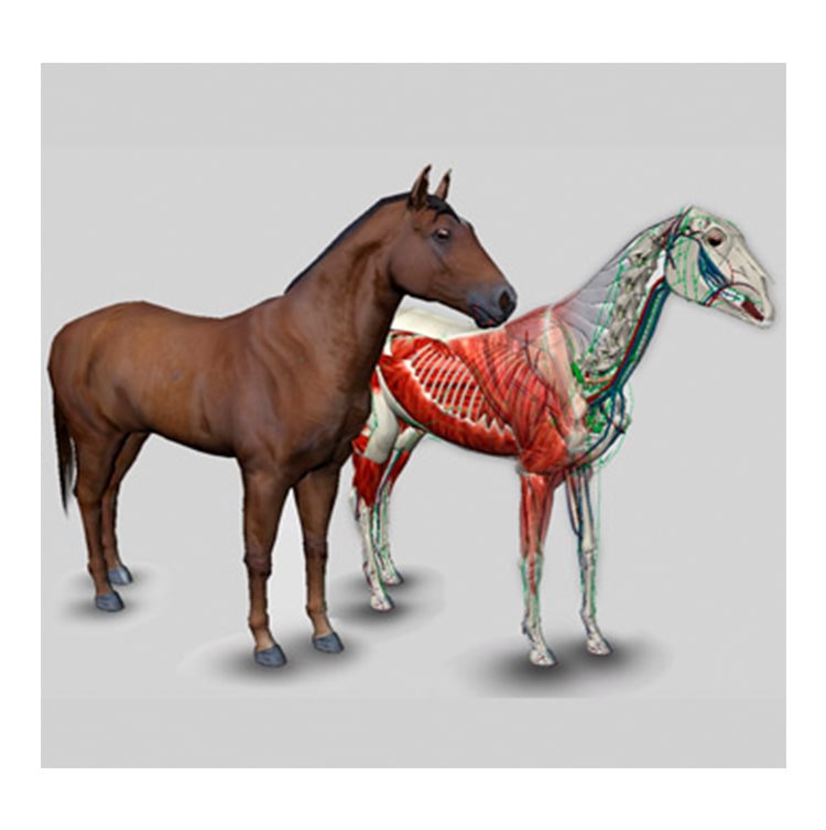 3D Horse Anatomy Software