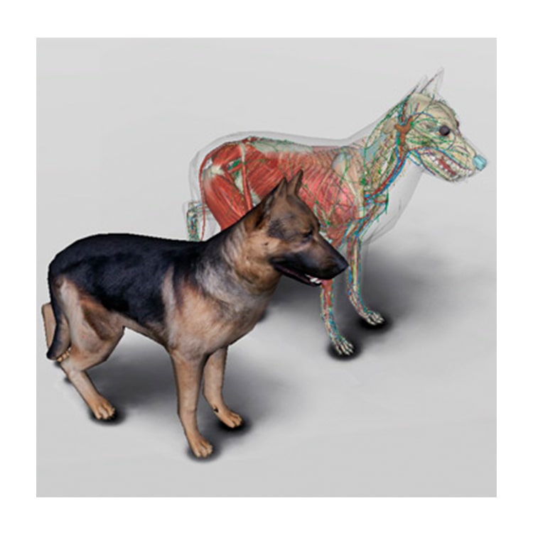 3D Dog Anatomy Software